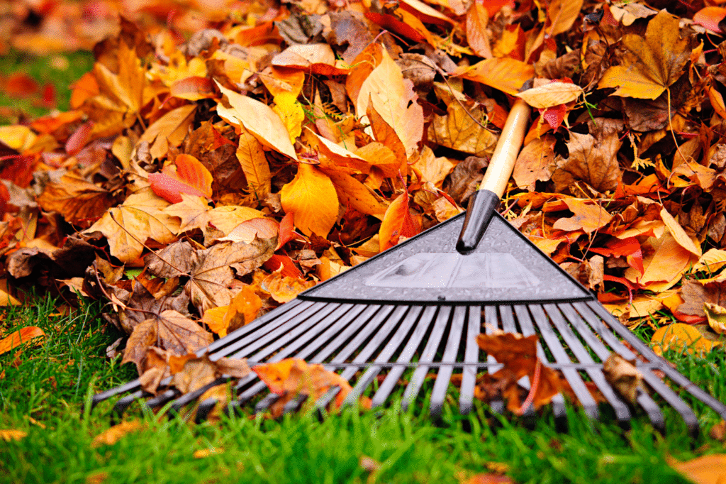Autumn leaves