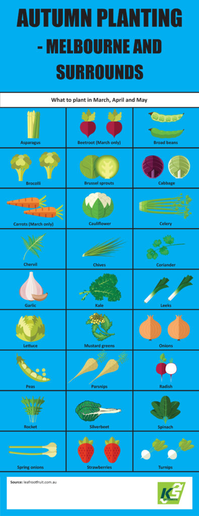 An infographic showing what fruit and vegetables to plant in Autumn in Victoria, Australia