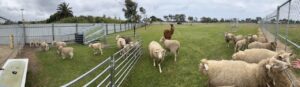 Panoramic shot of onsite farm at KS Environmental